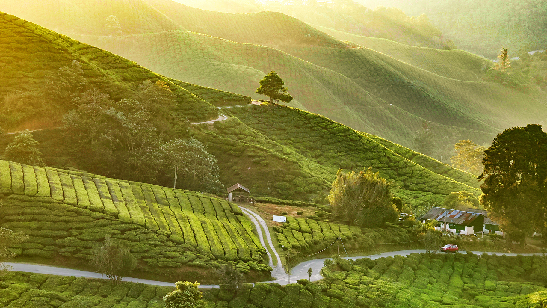 The 10 Best Things To Do In Cameron Highlands 2021 Wi - vrogue.co