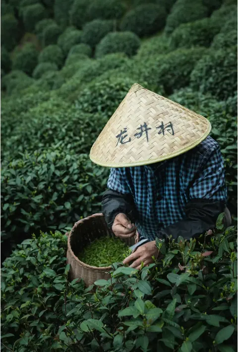 Hangzhou Longjing Village Tea Picking + Tea Frying + Tea Tasting Half-Day Experience (Optional Tea Garden Travel Photography)