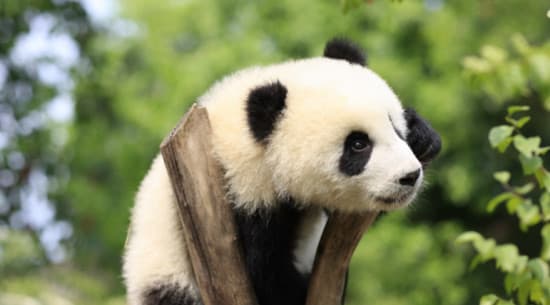 Chengdu Research Base of Giant Panda Breeding Ticket