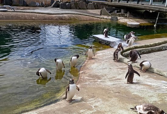 Edinburgh Zoo