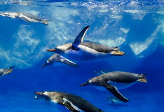SEA LIFE Kelly Tarlton's Aquarium