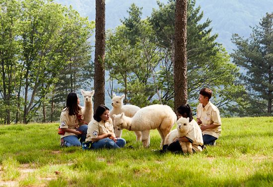 Alpaca World