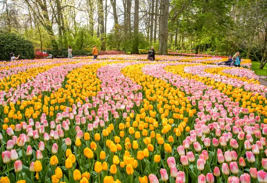 Keukenhof