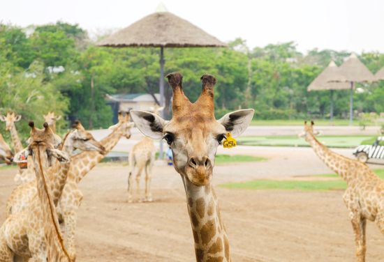 Safari World Bangkok
