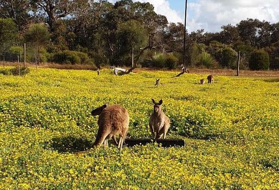 Kangaroo Island