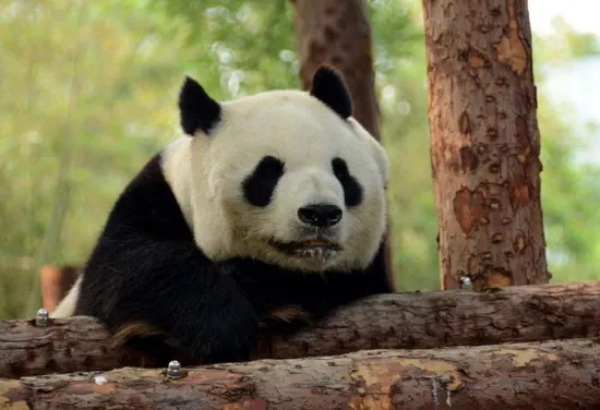 Beijing Zoo