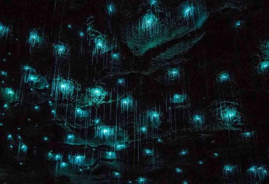 Grottes de Waitomo Glowworm