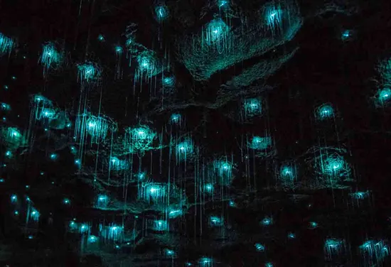 Waitomo Glowworm Caves
