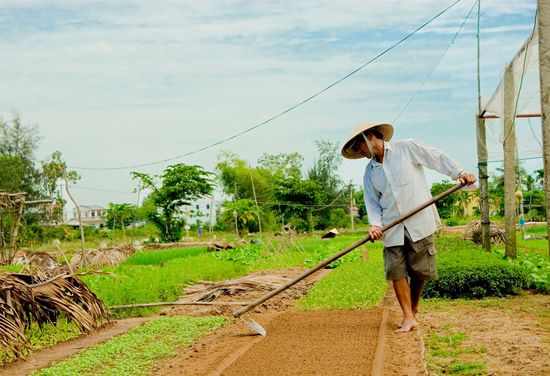 Tra Que Vegetable Village