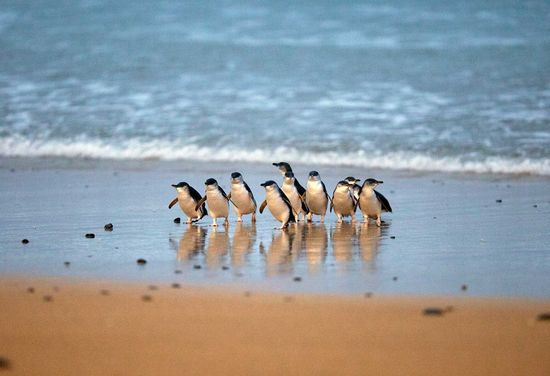 Penguin Parade