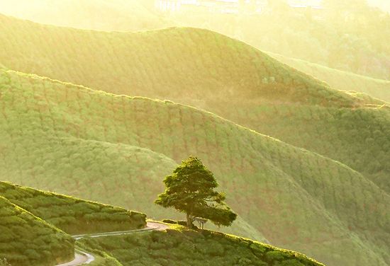 Cameron Highlands
