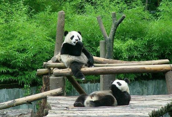Shanghai Zoo