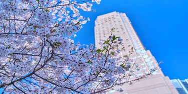 东急涩谷蓝塔大酒店 #2