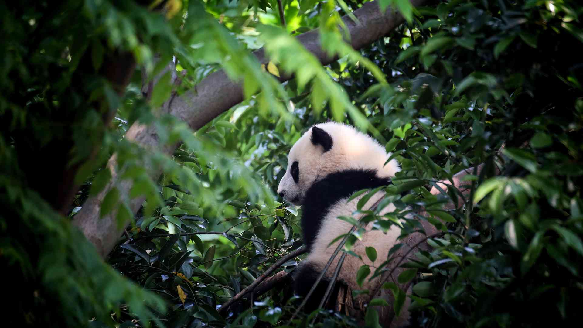 Giant pandas