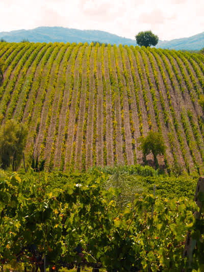 Toscana Tours