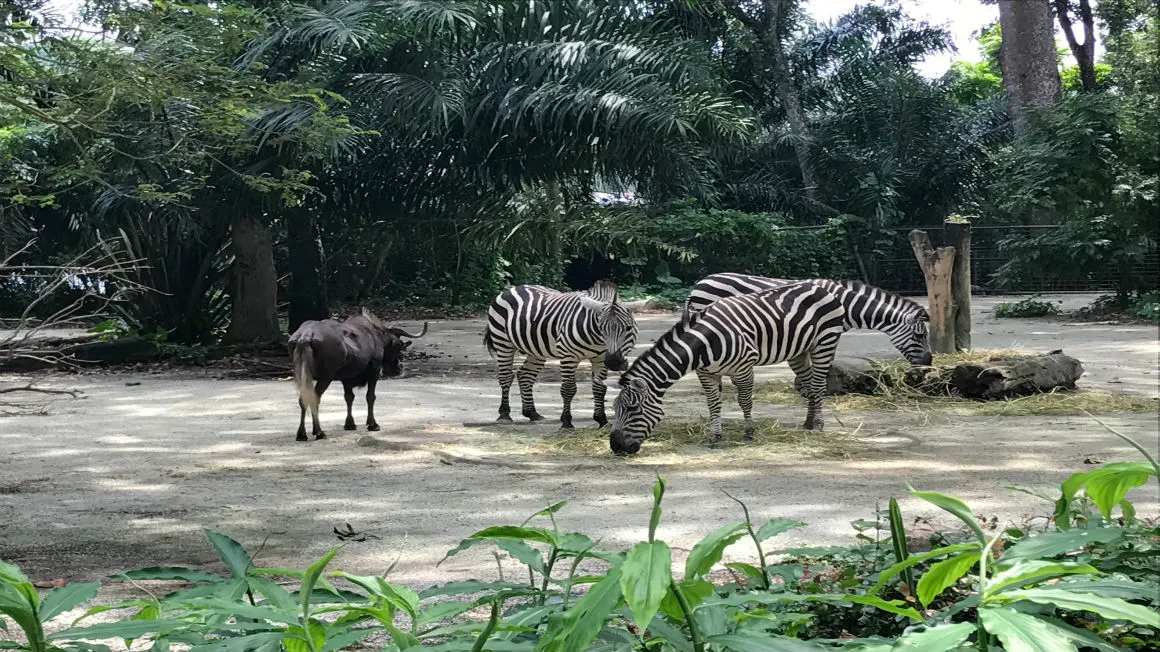 The Klook Guide to Singapore Zoo, River Safari & Night Safari- Klook