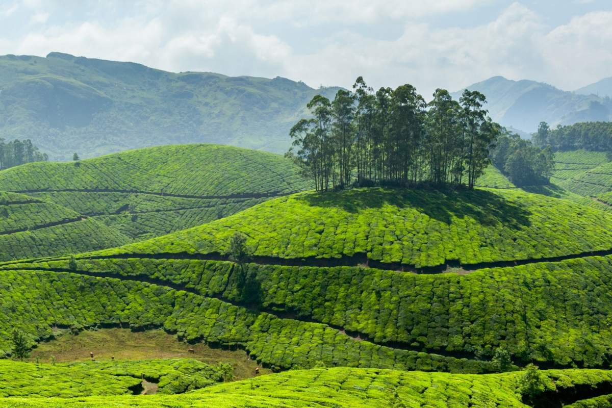 11 Top Activities in Munnar (2020) with Reviews