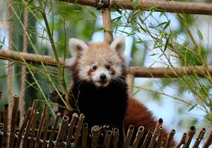 Lisbon Zoo: Tickets