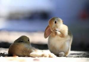 Rabbit Island: Day Trips and Tours from Hiroshima