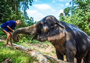 Phang Nga Elephant Park: Day Trips and Tours from Krabi