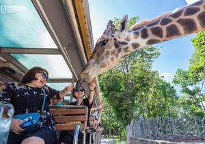 Billets pour les parc à theme à Chiang Mai