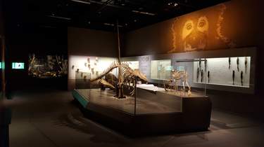 Lee Kong Chian Natural History Museum: Tickets and Tours