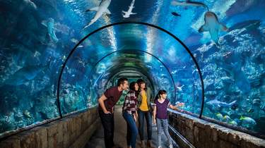 Shark Reef Aquarium Las Vegas - Los Angeles Times