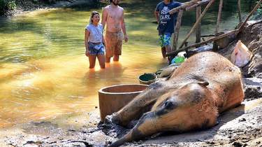 Turtle Sanctuary: Day Trips and Tours from Phuket