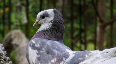 Phuket Bird Park: Tickets