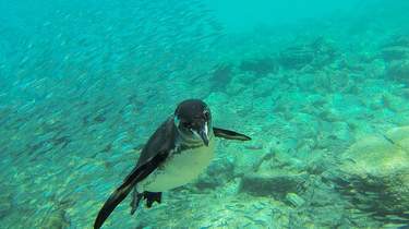 Snorkel en Cuenca (Ecuador)