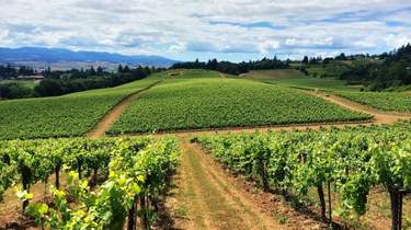 Cata de vinos en Túnez (ciudad)