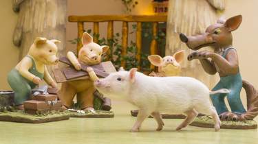 マイクロブタとふれあうカフェ mipig（東京）