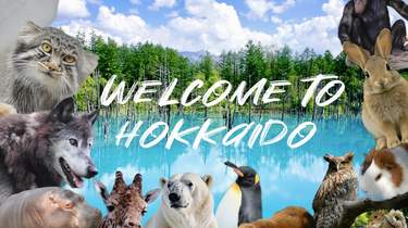 大人気旭山動物園と白金青い池をめぐる 日帰りツアー (札幌発)