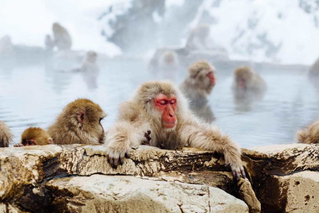 Jigokudani Monkey Park in Nagano is one of the best Japan winter attractions