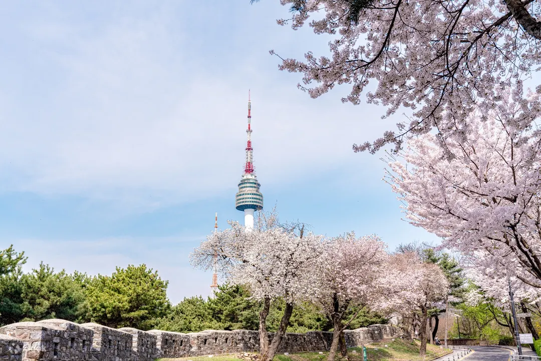 N Seoul Tower with cherry blossoms