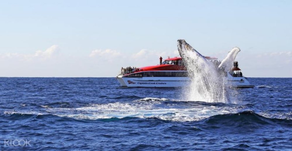 Sydney Whale Watching