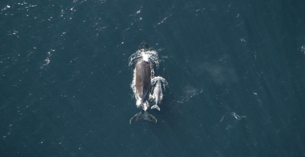 whale watching sydney
