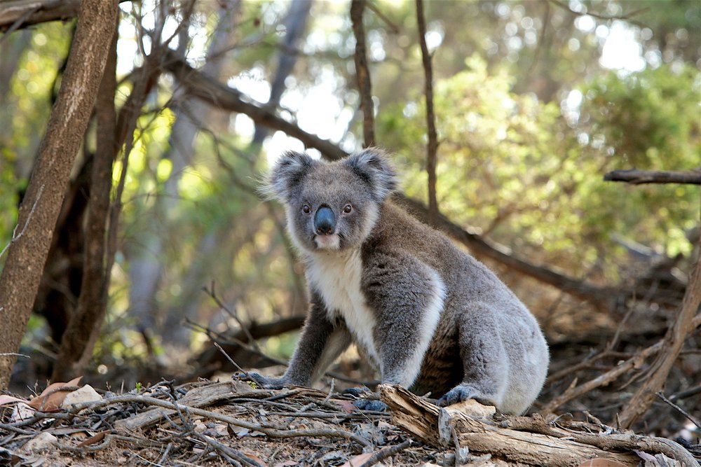 Koala Australia
