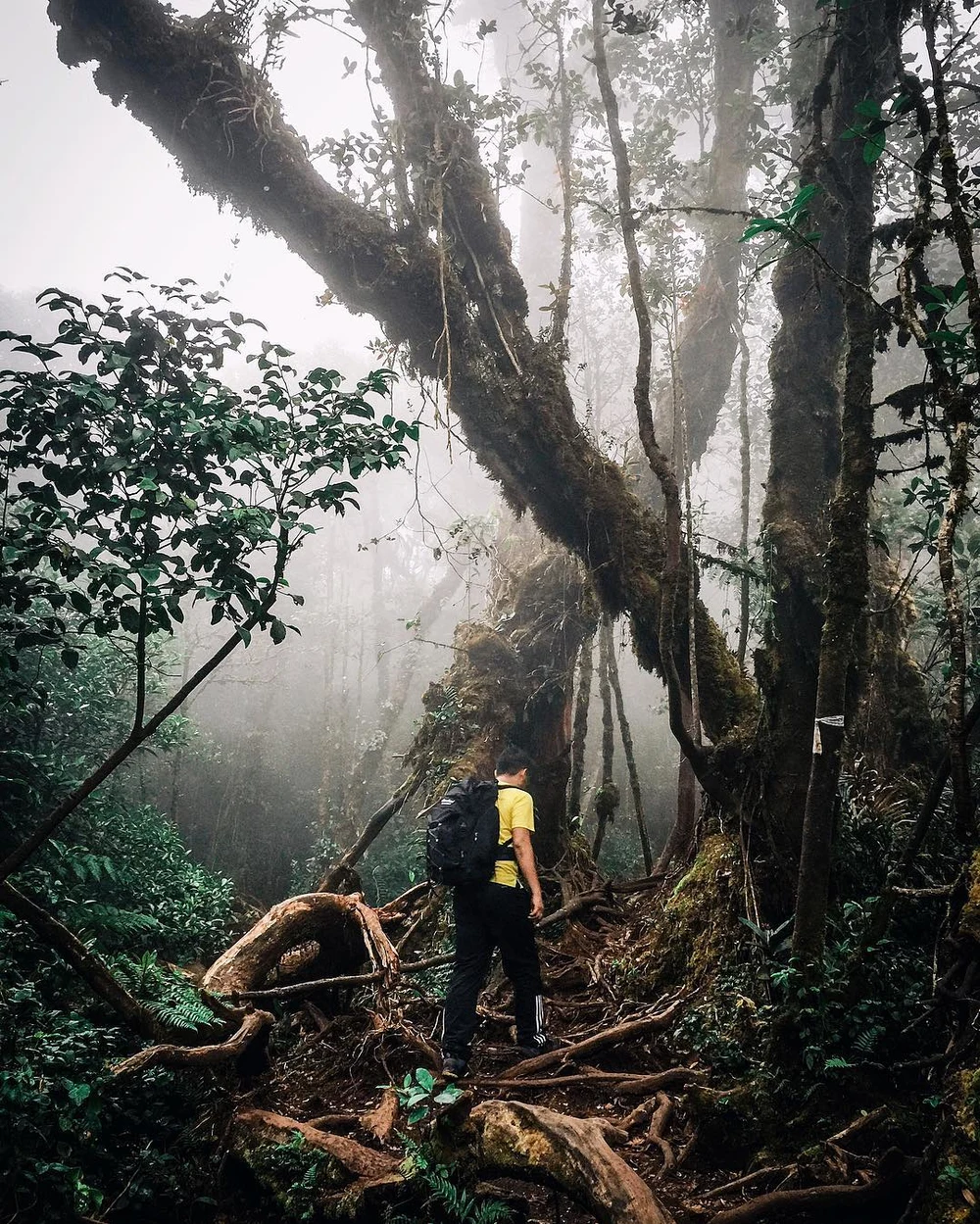 Mossy Forest Cameron Highlands