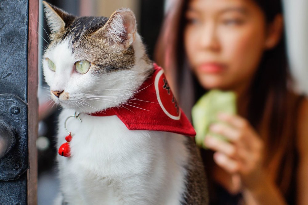 SG The Cat Cafe
