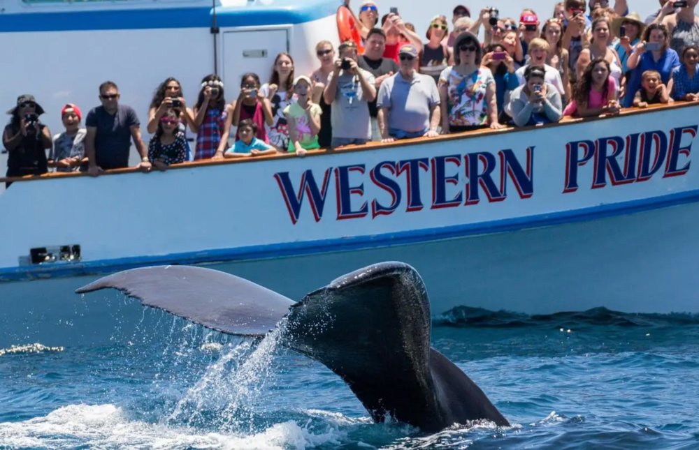 Top things to do in LA - Davey's Locker Whale Watching Cruise