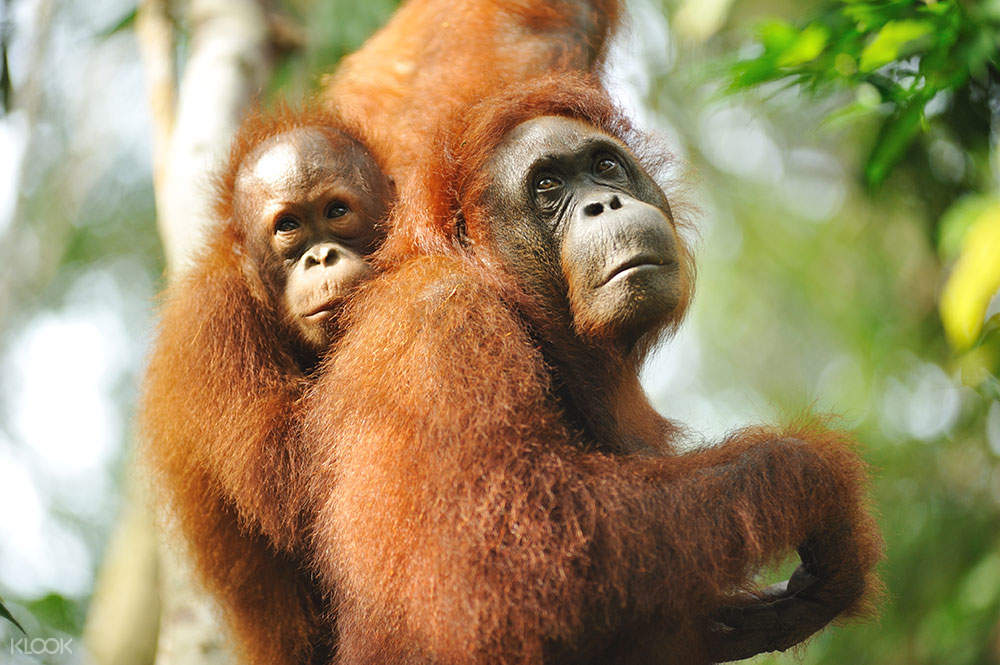 sarawak orang utan
