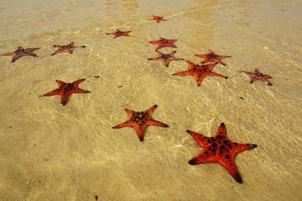 Bãi Sao - Bãi Biển Đẹp Ở Phú Quốc Với Hệ Sinh Thái Đa Dạng