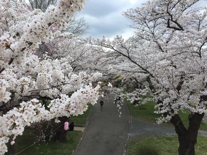 北上展勝地櫻花大道。 Photographer | Zach Huang