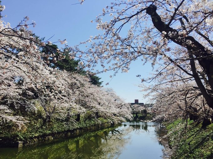 城外壕溝已經滿開。 Photographer | Zach Huang