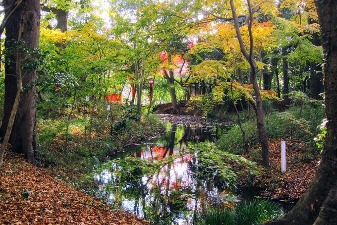 森林中的小小溪流 Photographer / safu