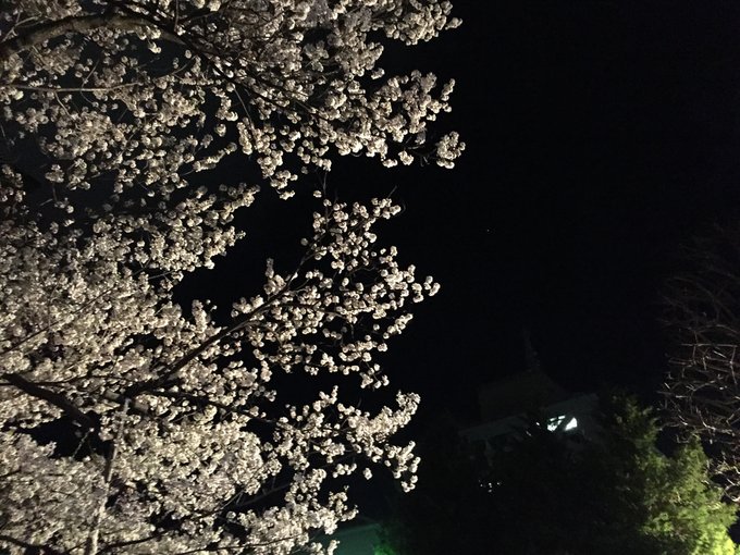 夜晚的石割櫻 。 Photographer | Zach Huang