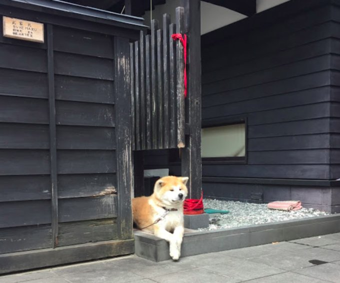 有點兇的秋田犬武家丸。 Photographer | Zach Huang