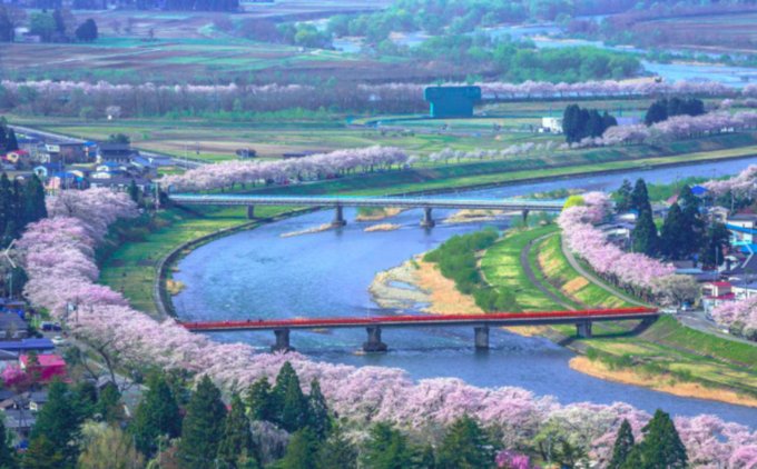 檜木內川堤櫻花滿開模樣。 Photographer | 絕景日本