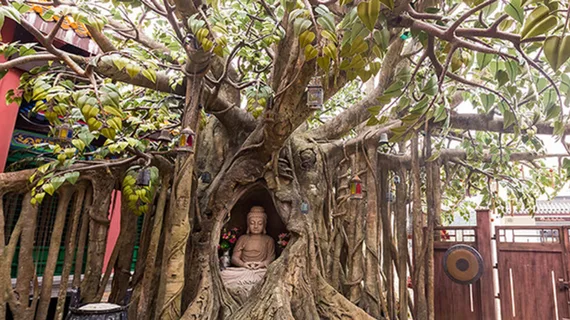 ต้นโพธิ์ Bodhi Wishing Shrine